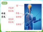 华师大版科学八下 7.2《人体生命活动的神经调节》第1课时 课件