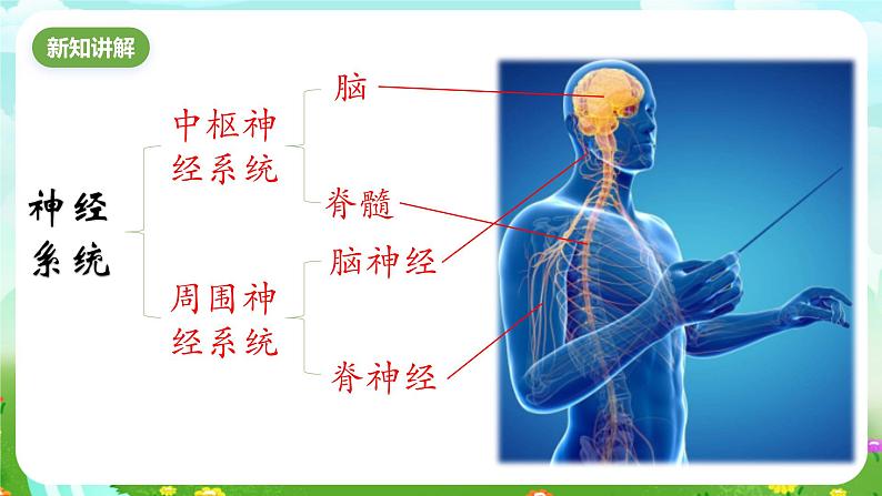 华师大版科学八下 7.2《人体生命活动的神经调节》第1课时 课件第3页