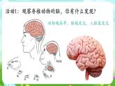 华师大版科学八下 7.2《人体生命活动的神经调节》第1课时 课件