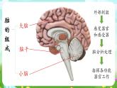华师大版科学八下 7.2《人体生命活动的神经调节》第1课时 课件