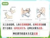 华师大版科学八下 7.2《人体生命活动的神经调节》第2课时 课件