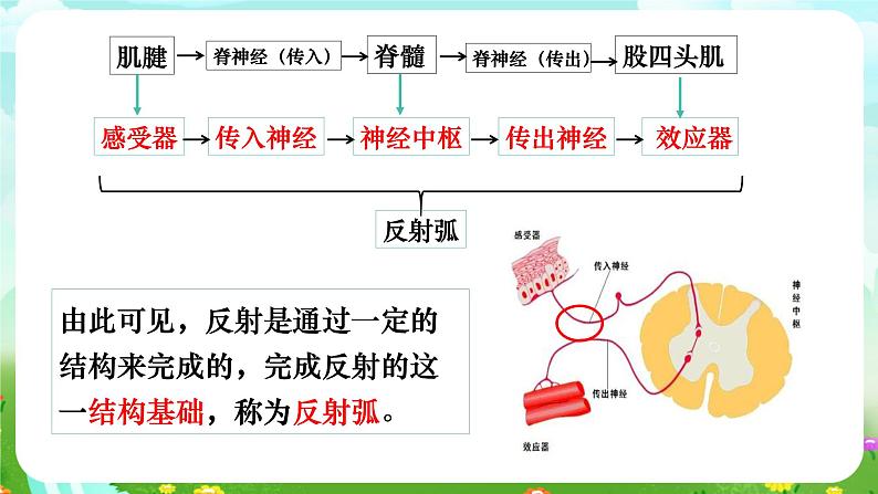 华师大版科学八下 7.2《人体生命活动的神经调节》第2课时 课件第7页