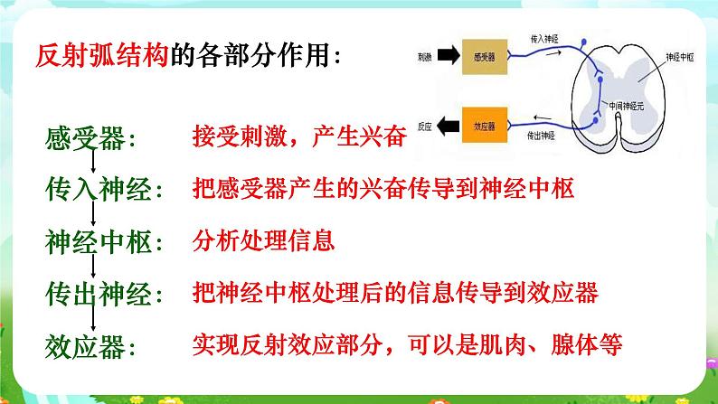 华师大版科学八下 7.2《人体生命活动的神经调节》第2课时 课件第8页