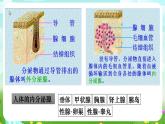 华师大版科学八下 7.3《人体生命活动的激素调节》课件