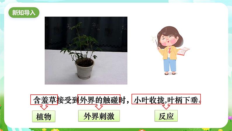 华师大版科学八下 7.5《植物生命活动的调节》课件第2页