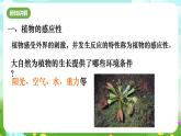 华师大版科学八下 7.5《植物生命活动的调节》课件+素材