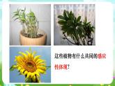 华师大版科学八下 7.5《植物生命活动的调节》课件+素材