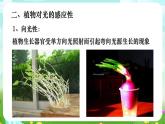 华师大版科学八下 7.5《植物生命活动的调节》课件+素材
