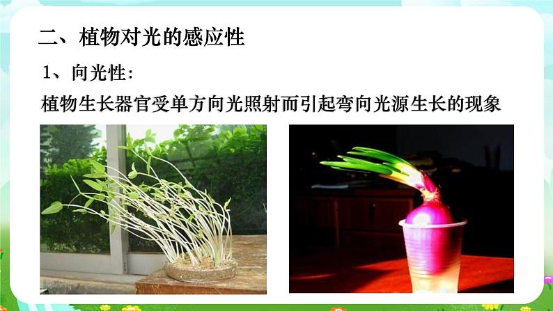 华师大版科学八下 7.5《植物生命活动的调节》课件第5页