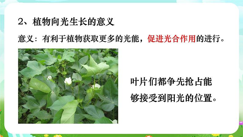 华师大版科学八下 7.5《植物生命活动的调节》课件第6页