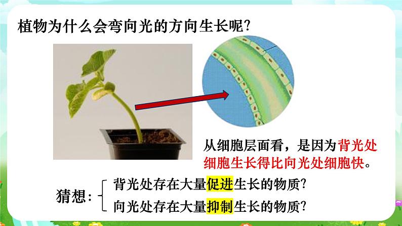 华师大版科学八下 7.5《植物生命活动的调节》课件第7页