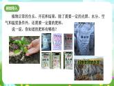 华师大版科学九下 3.3《自然界中的氮循环》第1课时 课件+教案+学案+素材