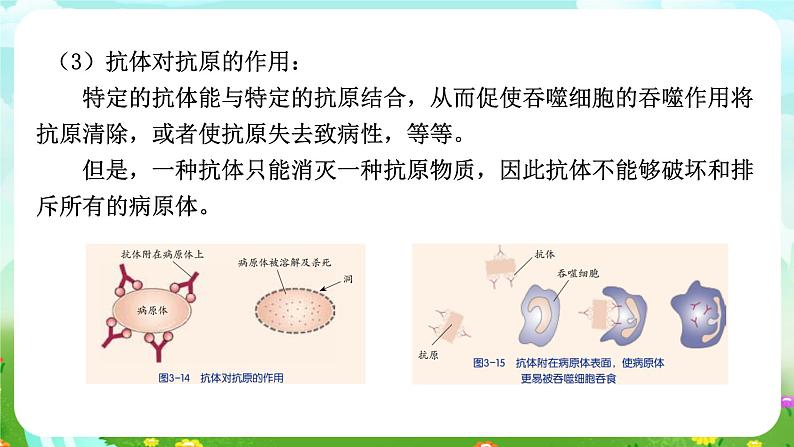 华师大版科学九下 4.3《免疫与健康》第2课时 课件第7页