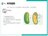 1.3 植物的生殖与发育（第2课时）-初中科学七年级下册 同步教学课件+同步练习（浙教版2024）