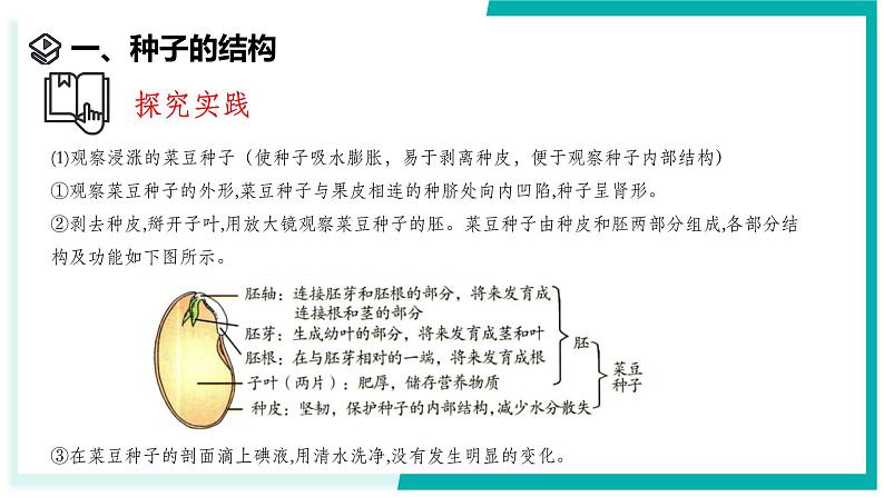 1.3 植物的生殖与发育（第2课时）-初中科学七年级下册 同步教学课件（浙教版2024）第4页