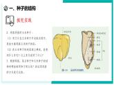 1.3 植物的生殖与发育（第2课时）-初中科学七年级下册 同步教学课件+同步练习（浙教版2024）