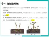 1.3 植物的生殖与发育（第3课时）-初中科学七年级下册 同步教学课件+同步练习（浙教版2024）