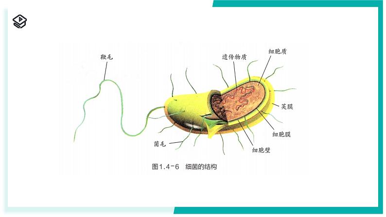 1.4 微生物的结构与生殖-初中科学七年级下册 同步教学课件（浙教版2024）第6页