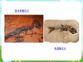 浙教版科学九下 1.4《生物的进化》第1课时 课件+教案+学案+素材