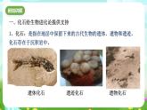 浙教版科学九下 1.4《生物的进化》第1课时 课件+教案+学案+素材