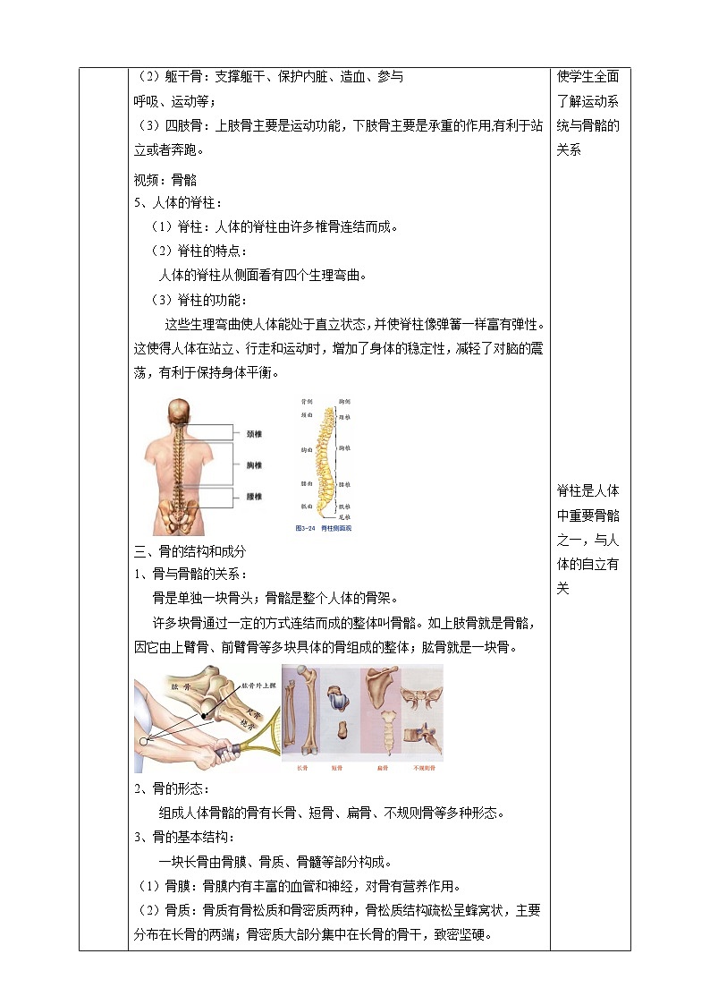 浙教版科学九下 3.5《人的运动系统和保健》第1课时 教案第3页