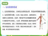 浙教版科學九下 3.5《人的運動系統(tǒng)和保健》第1課時 課件+教案+學案+素材