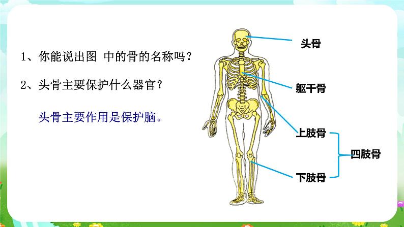 浙教版科学九下 3.5《人的运动系统和保健》第1课时 课件第6页