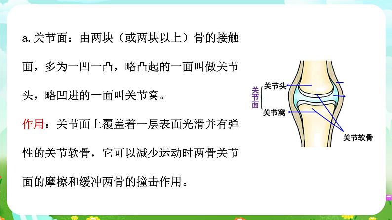 浙教版科学九下 3.5《人的运动系统和保健》第2课时 课件第7页