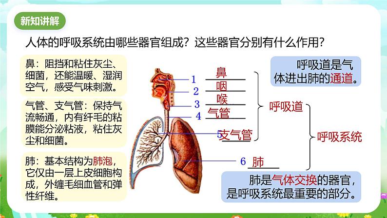 浙教版科学八下 3.5《生物的呼吸和呼吸作用》第1课时 课件第3页