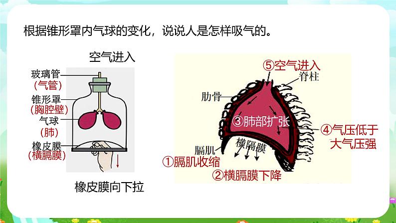 浙教版科学八下 3.5《生物的呼吸和呼吸作用》第1课时 课件第6页