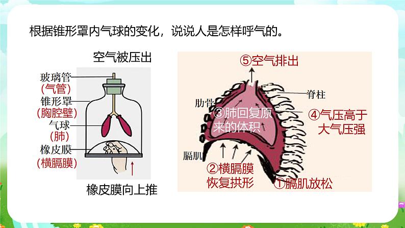 浙教版科学八下 3.5《生物的呼吸和呼吸作用》第1课时 课件第7页