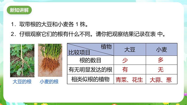 浙教版科学八下 4.3《植物的根与物质吸收》第1课时 课件第3页