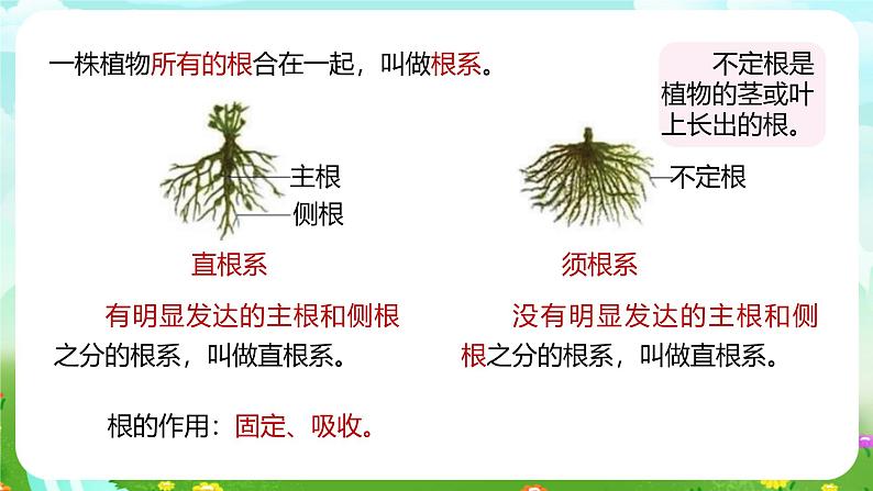 浙教版科学八下 4.3《植物的根与物质吸收》第1课时 课件第4页