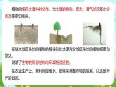 浙教版科学八下 4.3《植物的根与物质吸收》第1课时 课件+教案+练习