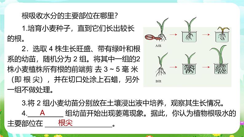 浙教版科学八下 4.3《植物的根与物质吸收》第1课时 课件第6页