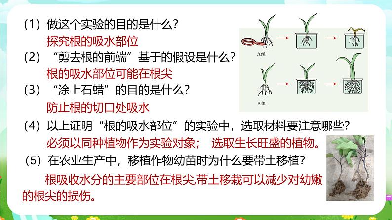 浙教版科学八下 4.3《植物的根与物质吸收》第1课时 课件第7页