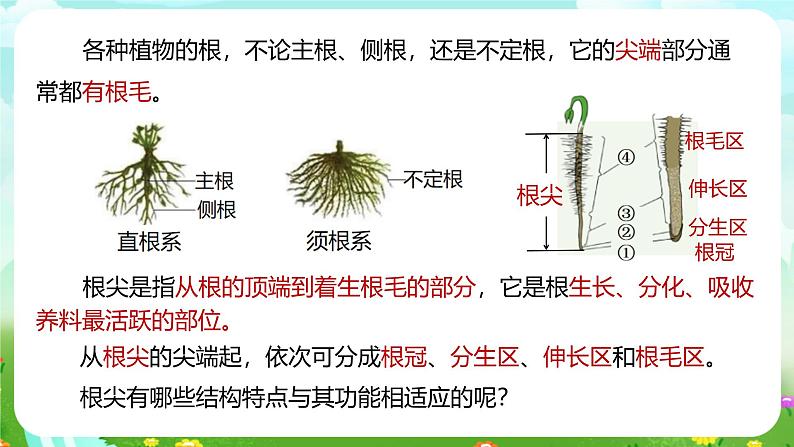 浙教版科学八下 4.3《植物的根与物质吸收》第1课时 课件第8页