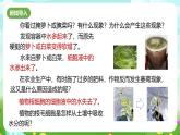 浙教版科学八下 4.3《植物的根与物质吸收》第2课时 课件+教案+练习+素材