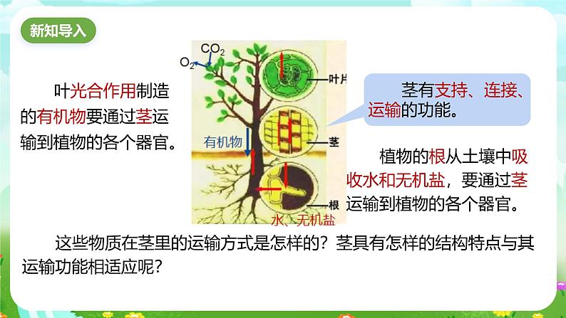 浙教版科学八下 4.4《植物的茎与物质运输》第1课时 课件第2页