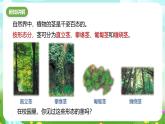 浙教版科学八下 4.4《植物的茎与物质运输》第1课时 课件+教案+练习