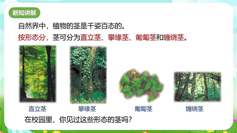 浙教版科学八下 4.4《植物的茎与物质运输》第1课时 课件第3页