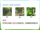 浙教版科学八下 4.4《植物的茎与物质运输》第1课时 课件+教案+练习