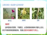 浙教版科学八下 4.4《植物的茎与物质运输》第1课时 课件+教案+练习