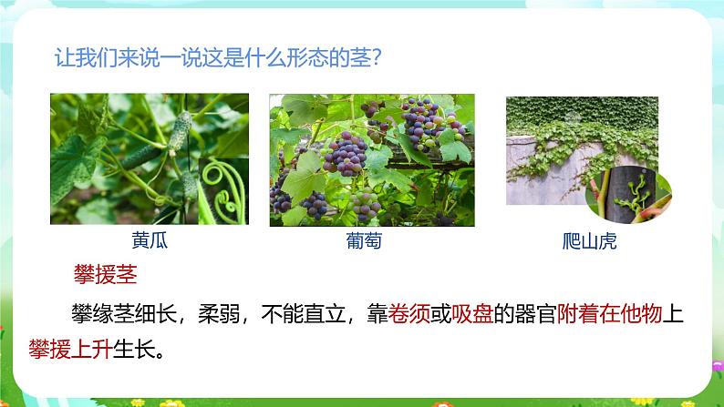 浙教版科学八下 4.4《植物的茎与物质运输》第1课时 课件第6页