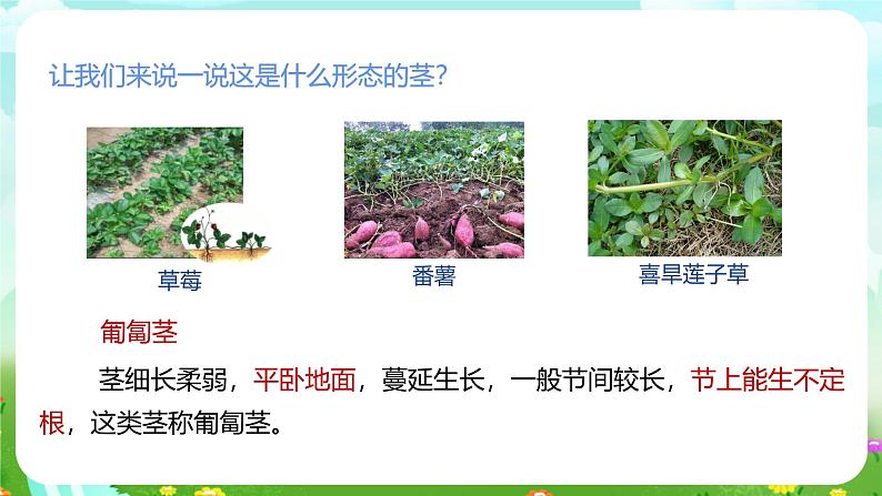 浙教版科学八下 4.4《植物的茎与物质运输》第1课时 课件第7页