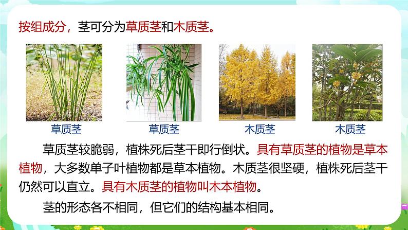 浙教版科学八下 4.4《植物的茎与物质运输》第1课时 课件第8页