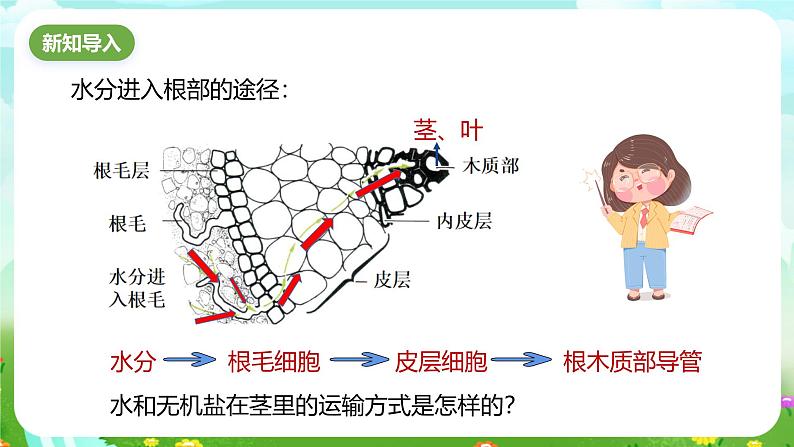 浙教版科学八下 4.4《植物的茎与物质运输》第2课时 课件第2页