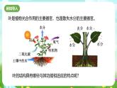 浙教版科学八下 4.5《植物的叶与蒸腾作用》第1课时 课件+教案+练习+素材
