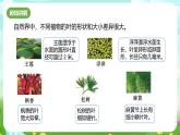 浙教版科学八下 4.5《植物的叶与蒸腾作用》第1课时 课件+教案+练习+素材