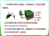 浙教版科学八下 4.5《植物的叶与蒸腾作用》第1课时 课件+教案+练习+素材